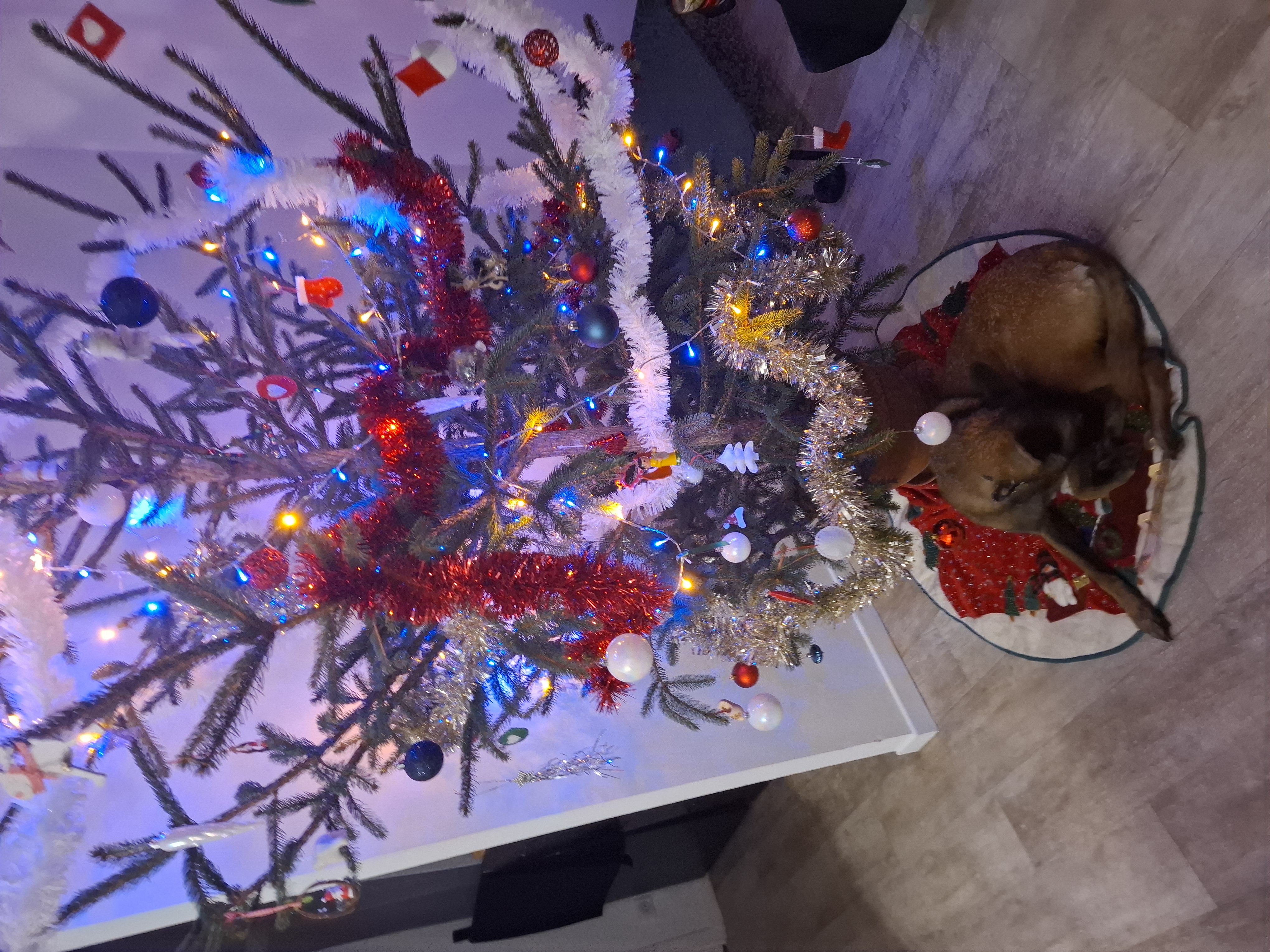 Sous le sapin....