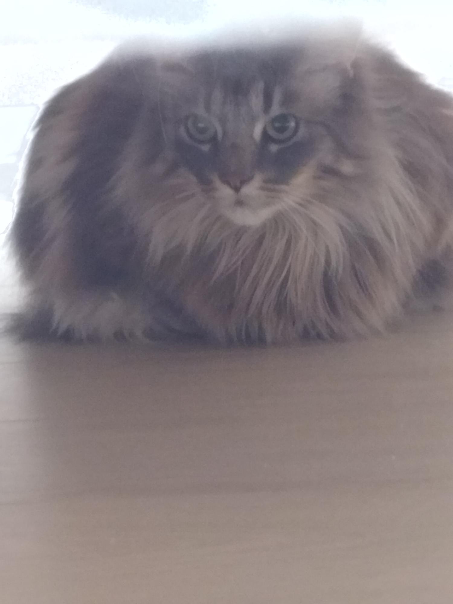 Marcel, un petit félin sensible