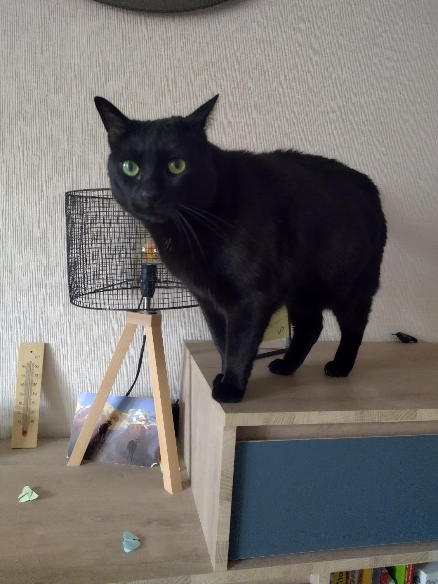 Dobby, curiosité et douceur