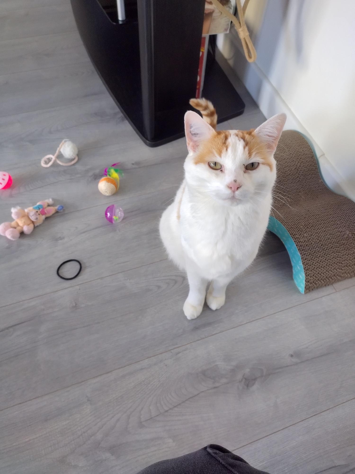 Moustache, expert en câlins