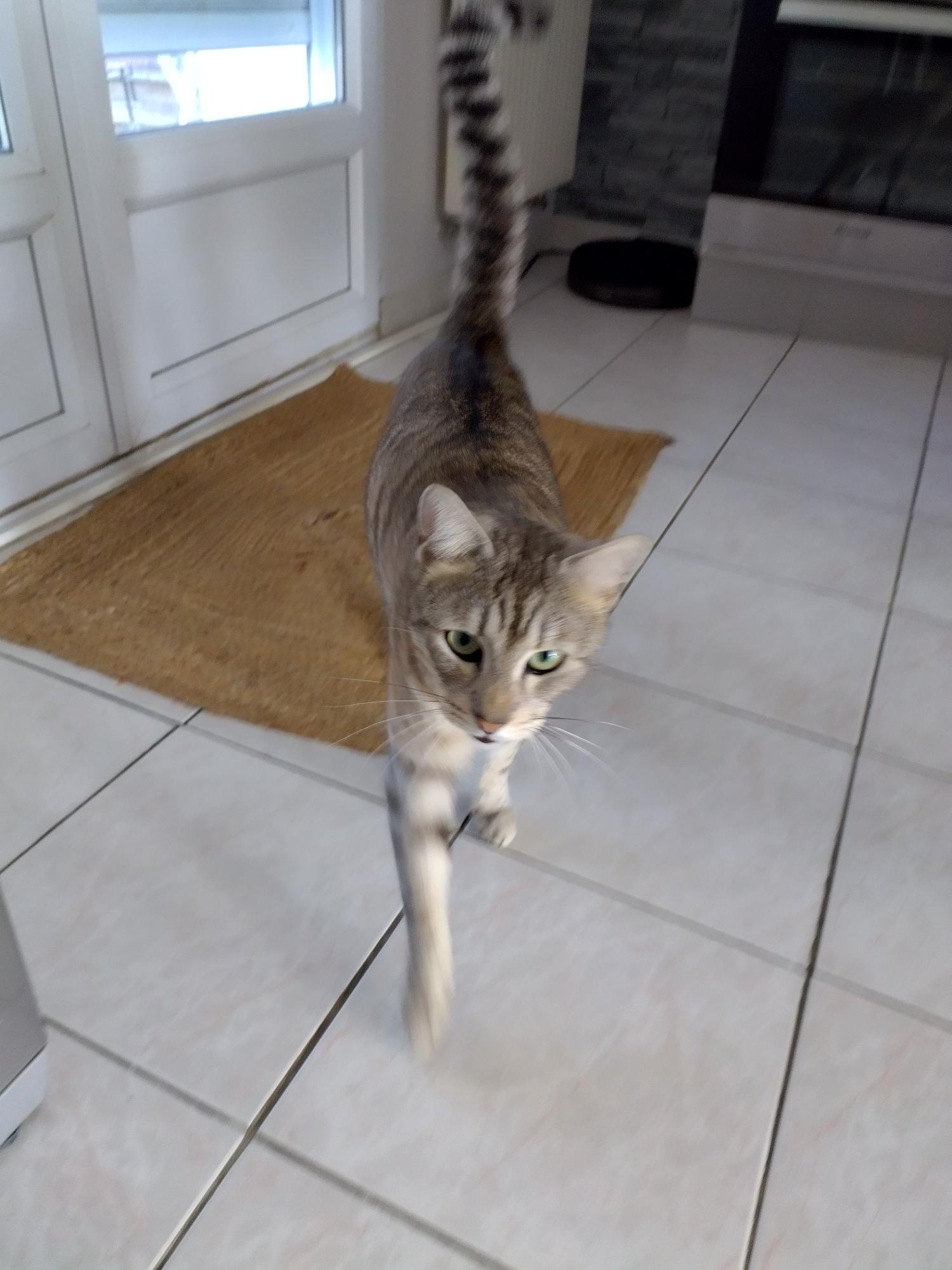Mishka, Petit explorateur