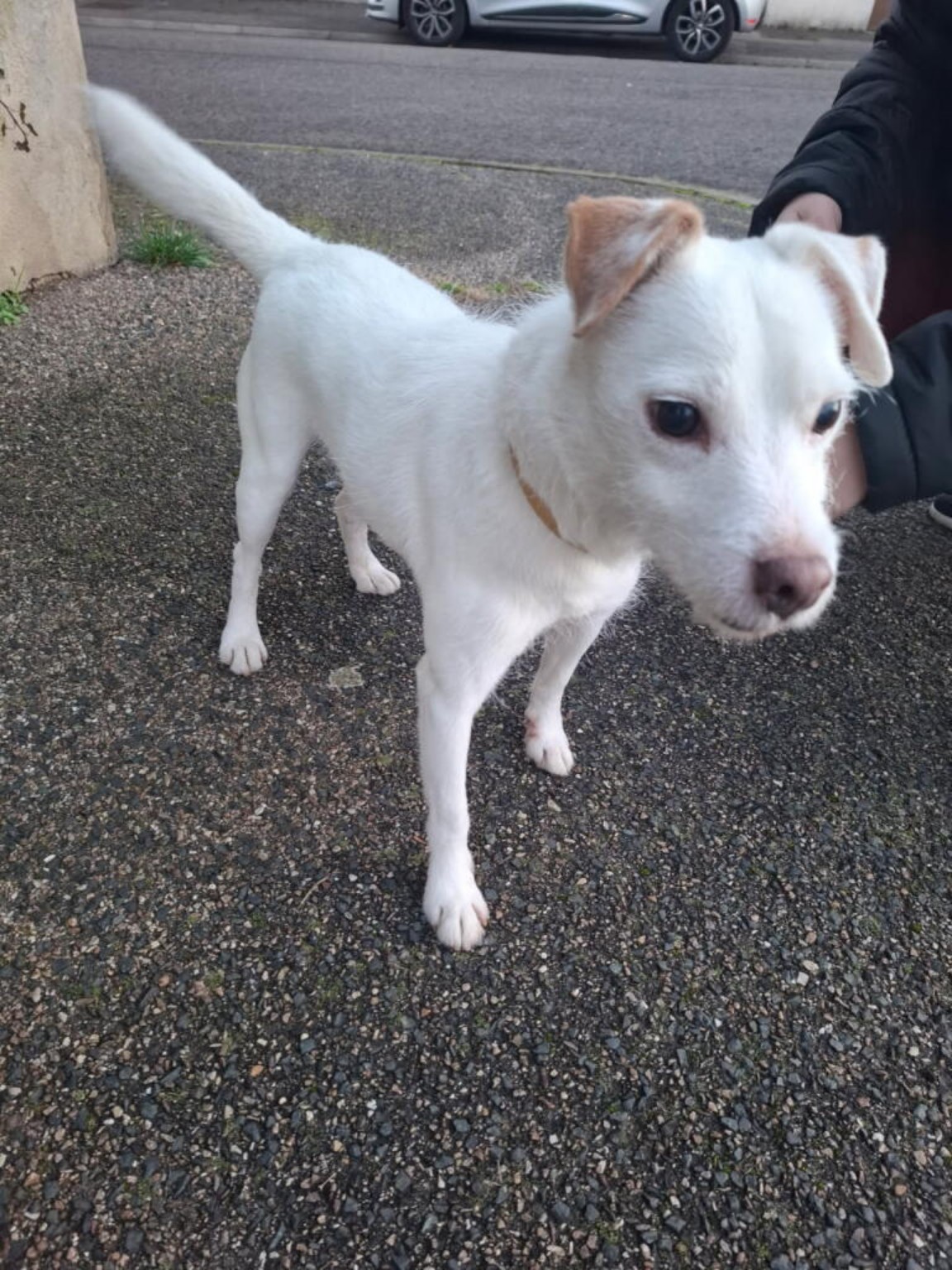 Petit chien, grand bonheur