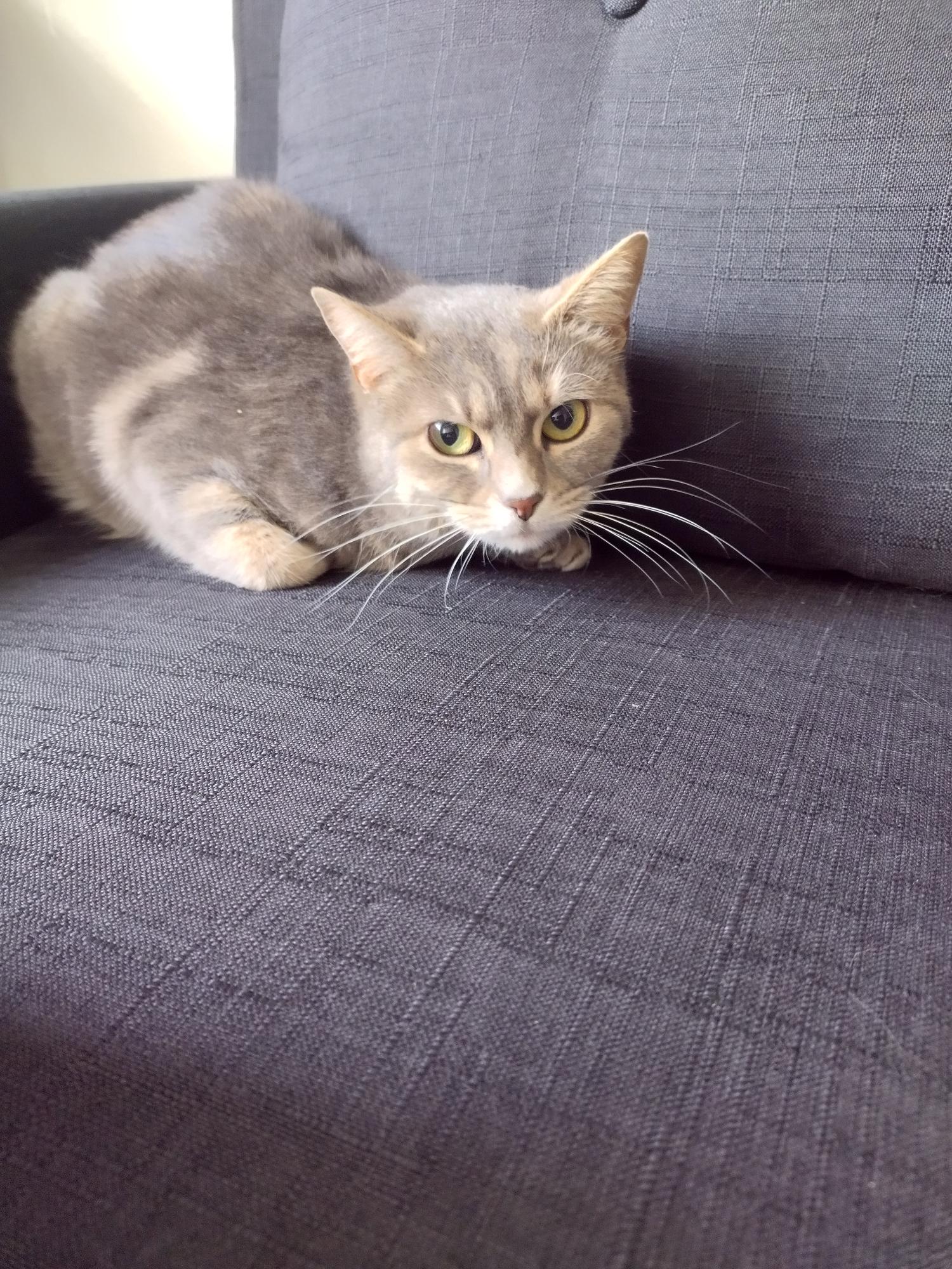 Leia, une minette sensible qui préfère apprivoiser avant les câlins