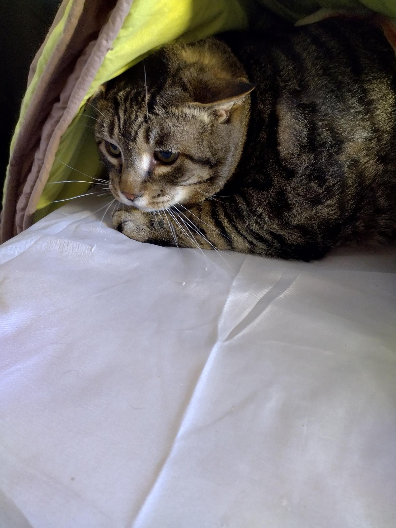 Chat au caractère indépendant qui apprécie sa tranquillité