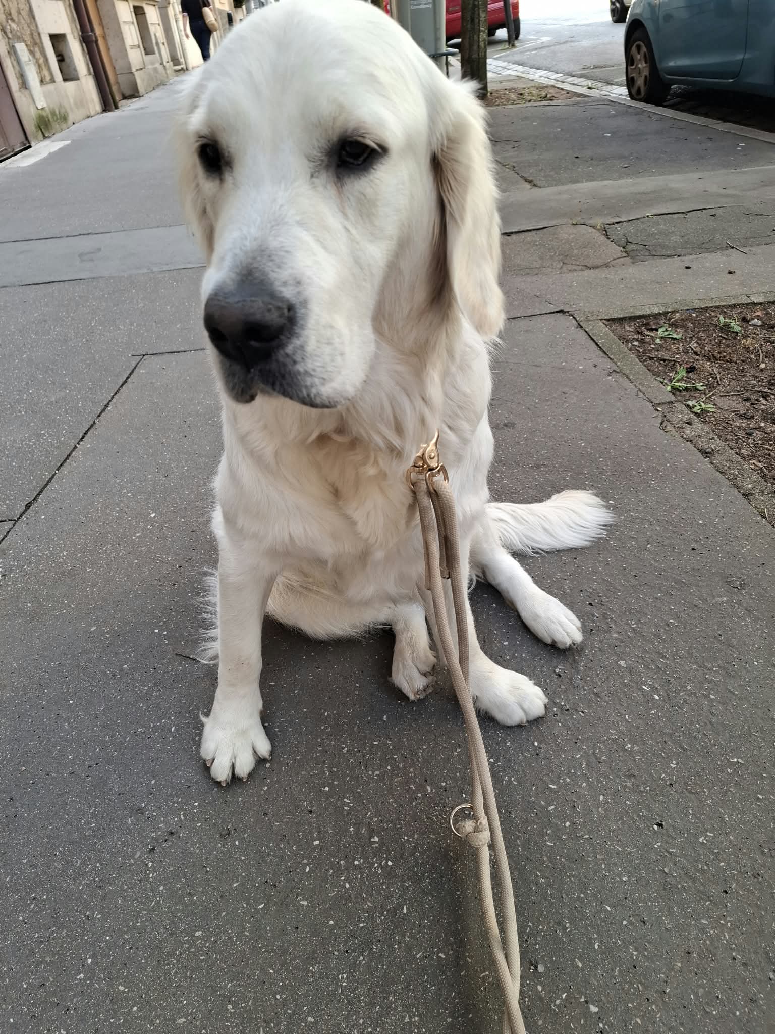 Brioche, une adorable louloute pleine de joie et d’énergie ! Toujours partante pour une séance de jeu, elle sait aussi se transformer en véritable boule de tendresse lorsqu’il s’agit de réclamer des câlins.