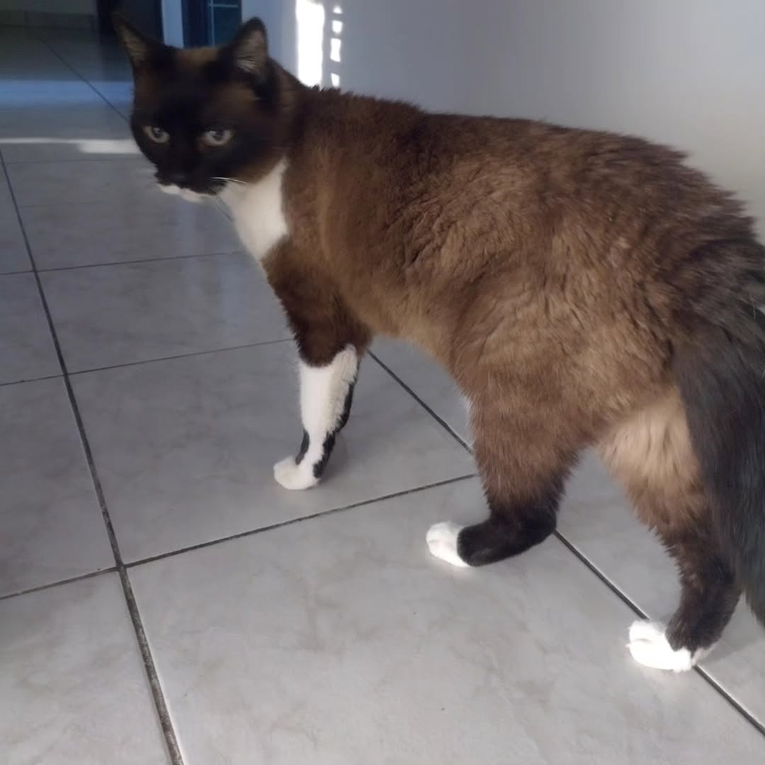 Charlotte, petite minette réservée qui a besoin de temps, de patience et de douceur pour accorder sa confiance