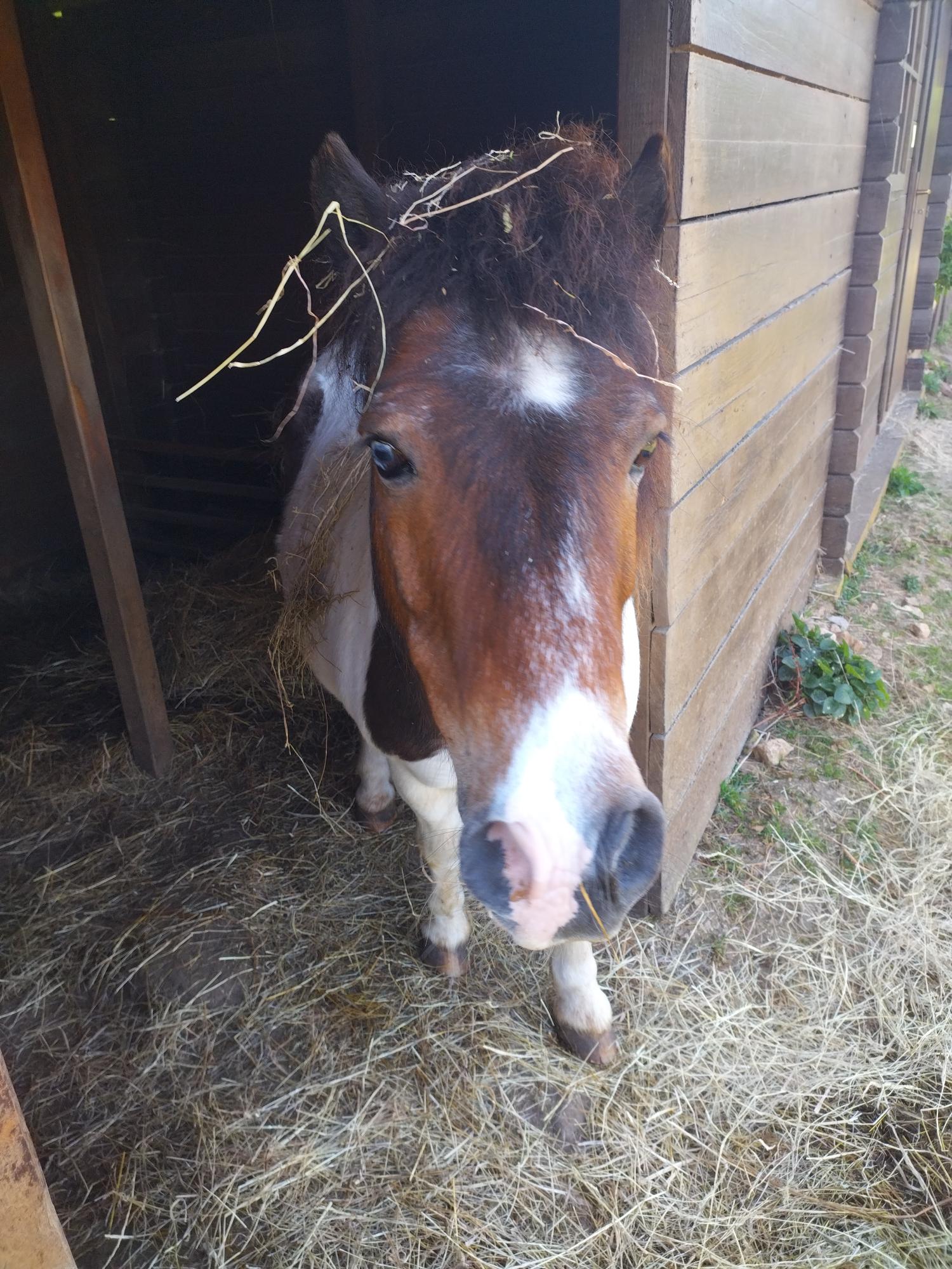 Donald, douceur et gourmandise