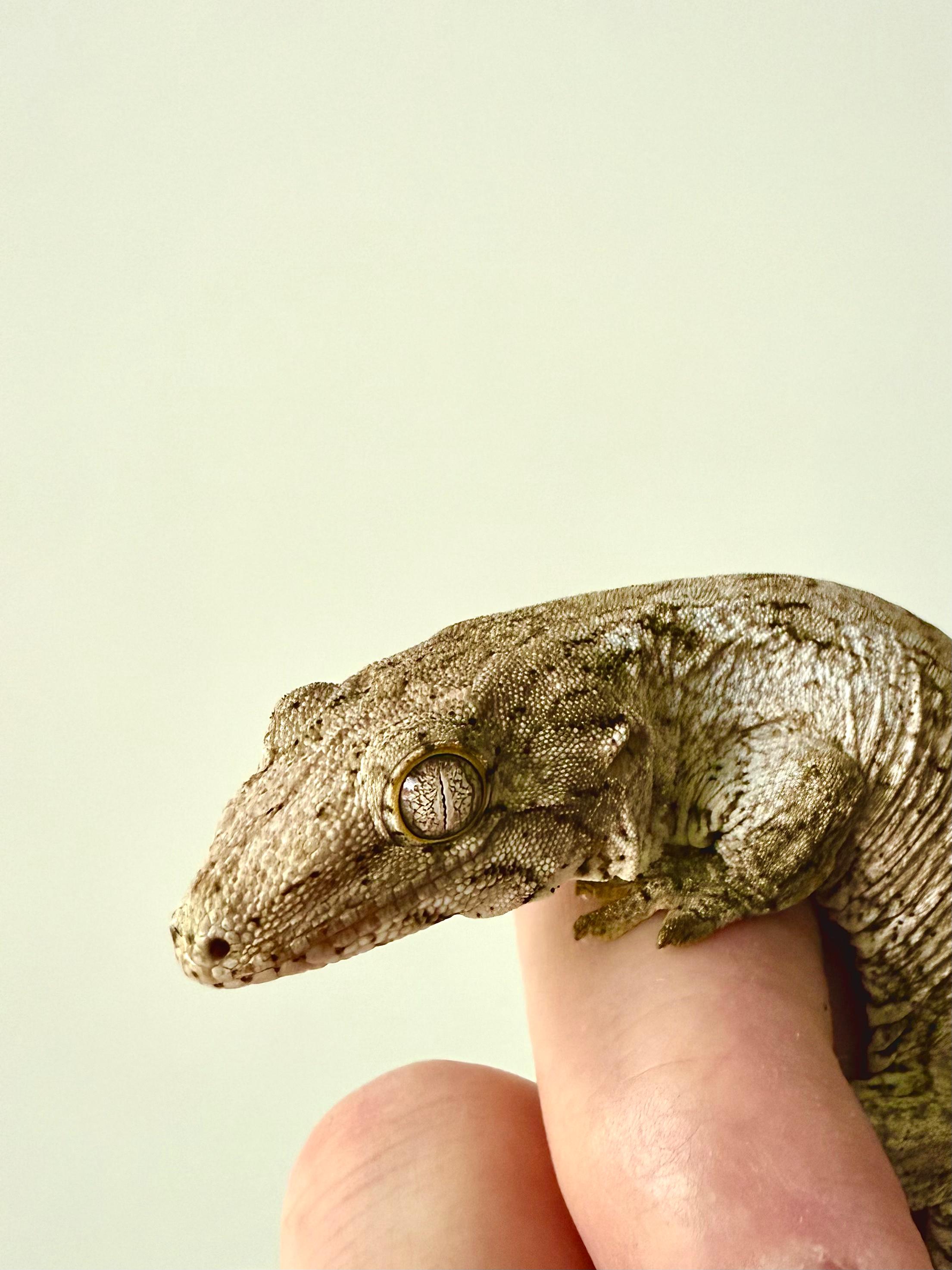 Draco… une branche, du calme et la vie est parfaite