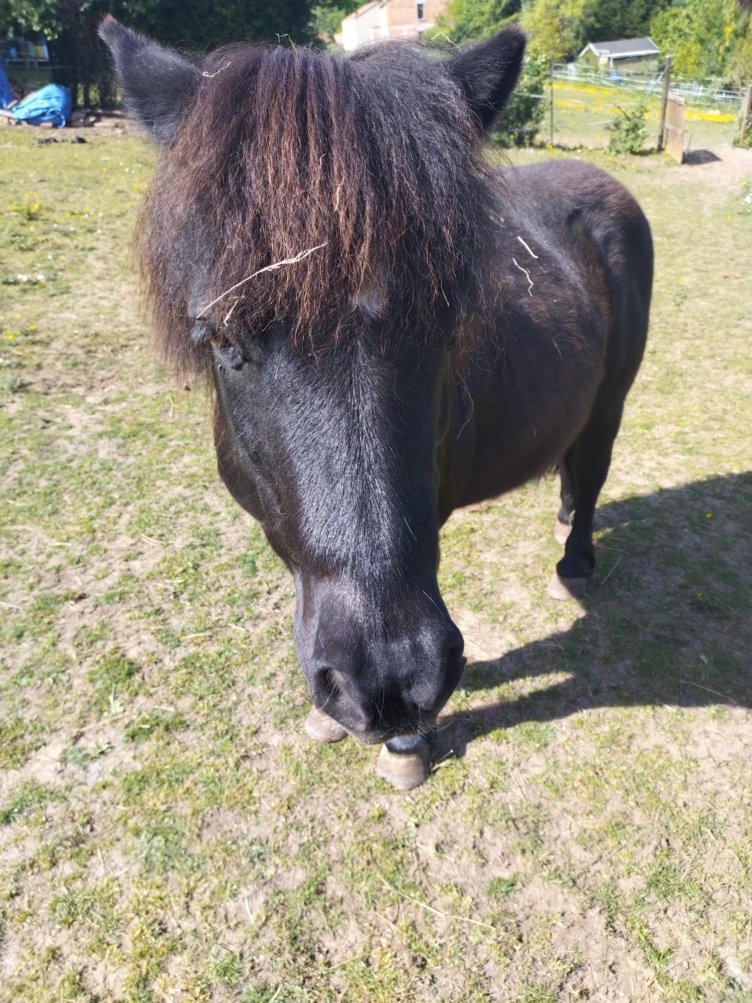 Dusty, le doux observateur