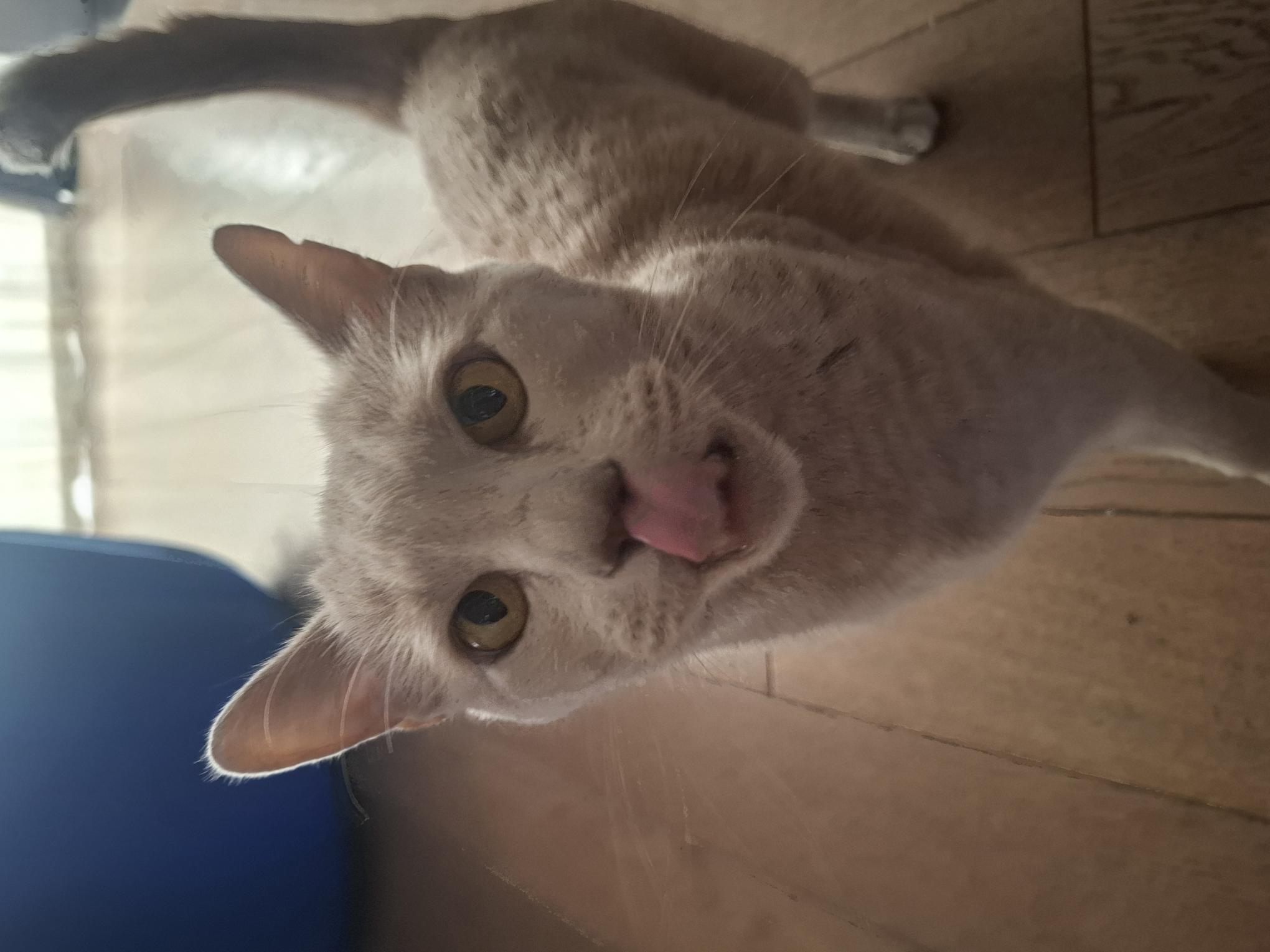 Marcus, matou câlin toujours partant pour une bonne séance de gratouilles… surtout si quelques friandises sont au rendez-vous !