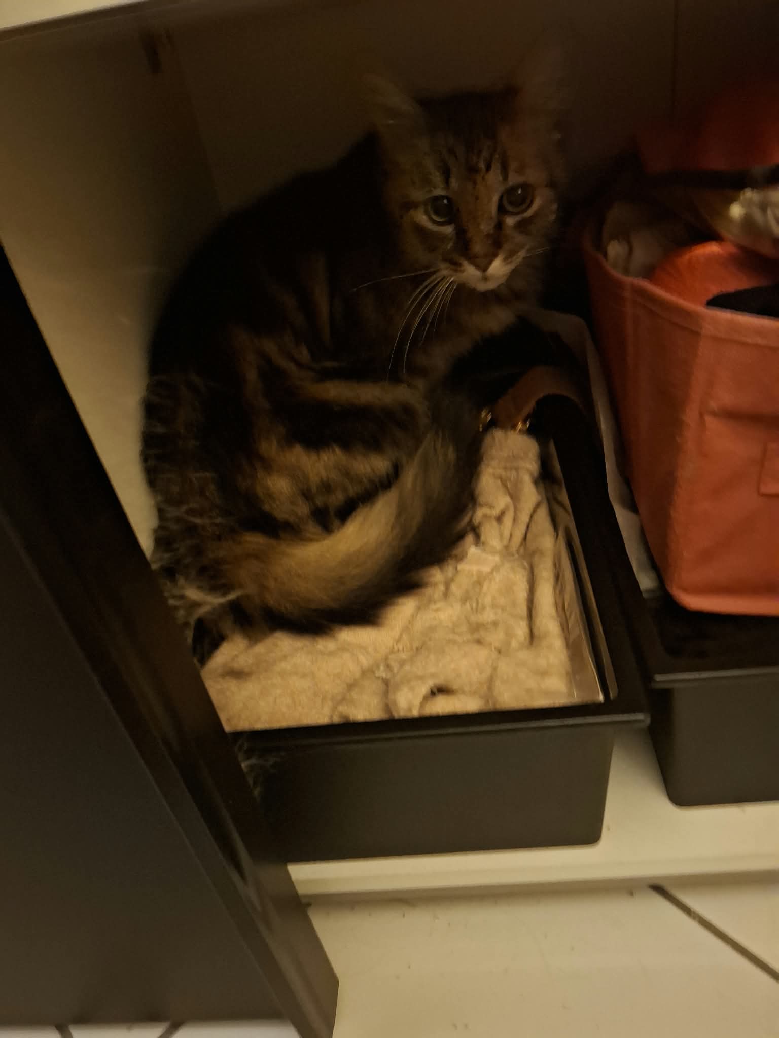 Mimousse, le roi de la cachette ! Et lorsque l’on réussit à trouver sa cachette, Monsieur se laisse volontiers observer… à bonne distance.