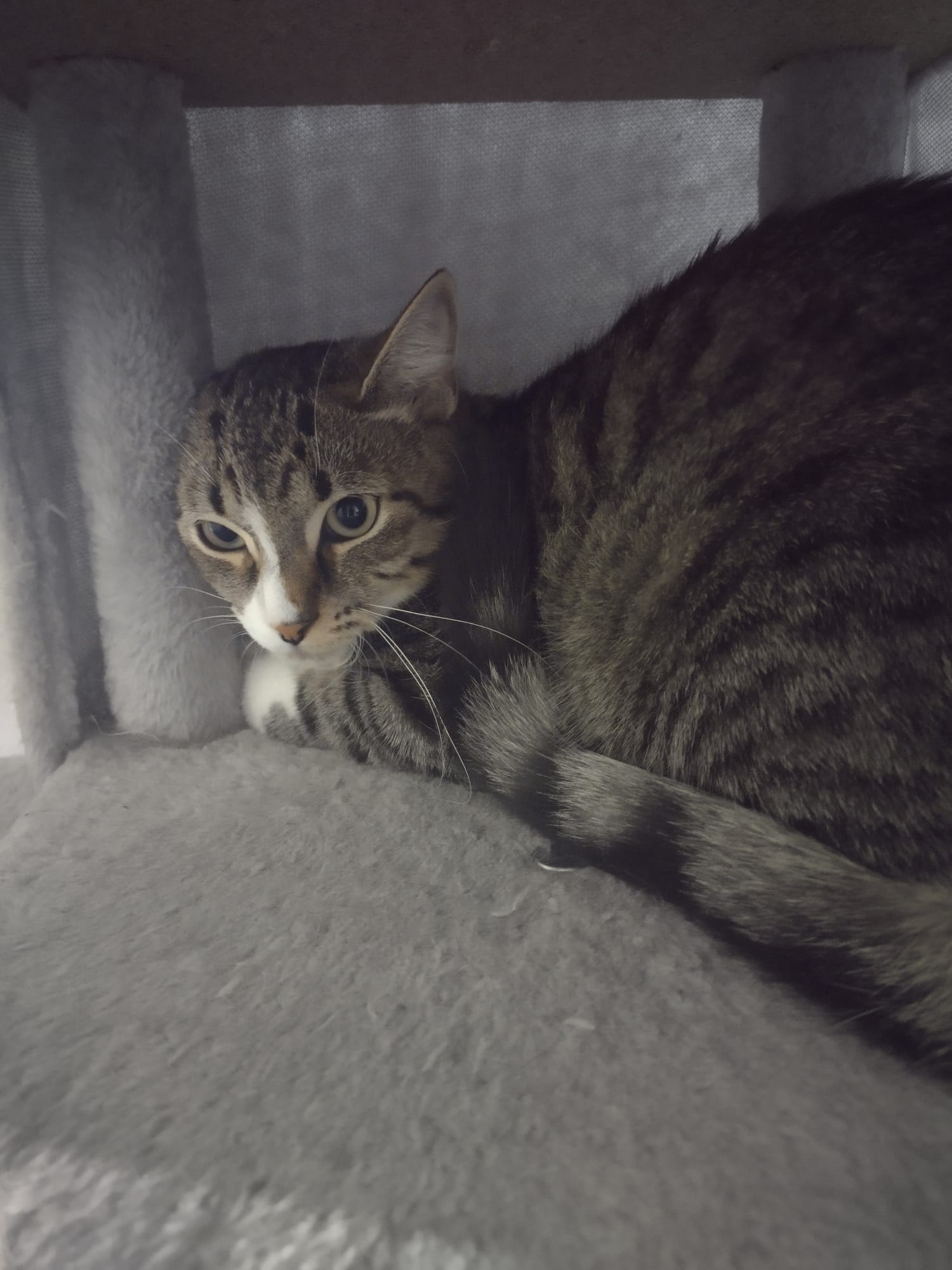Muffin, petite minette observatrice qui préfère tout analyser avant de venir faire connaissance