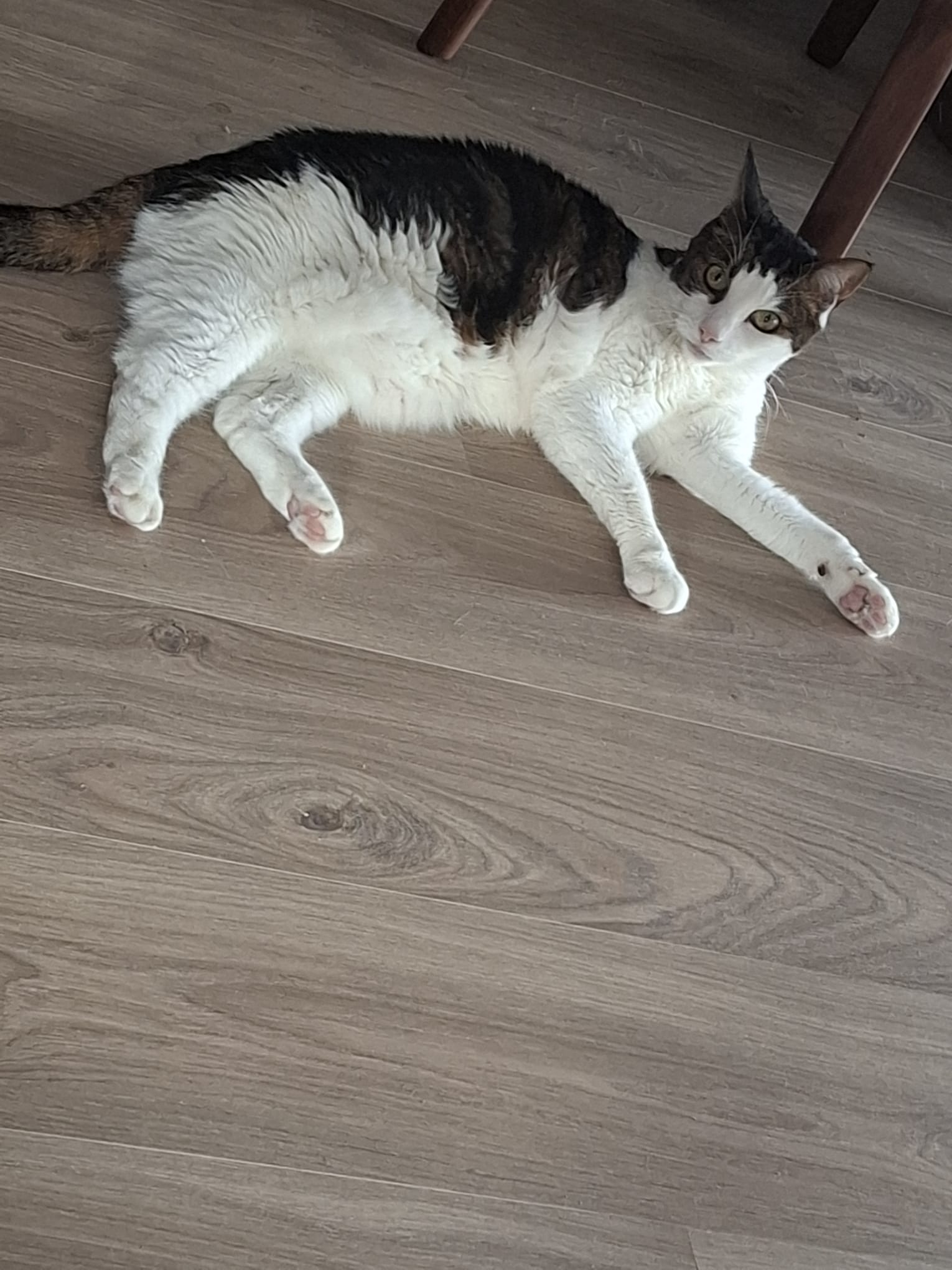 Nini, la douceur incarnée