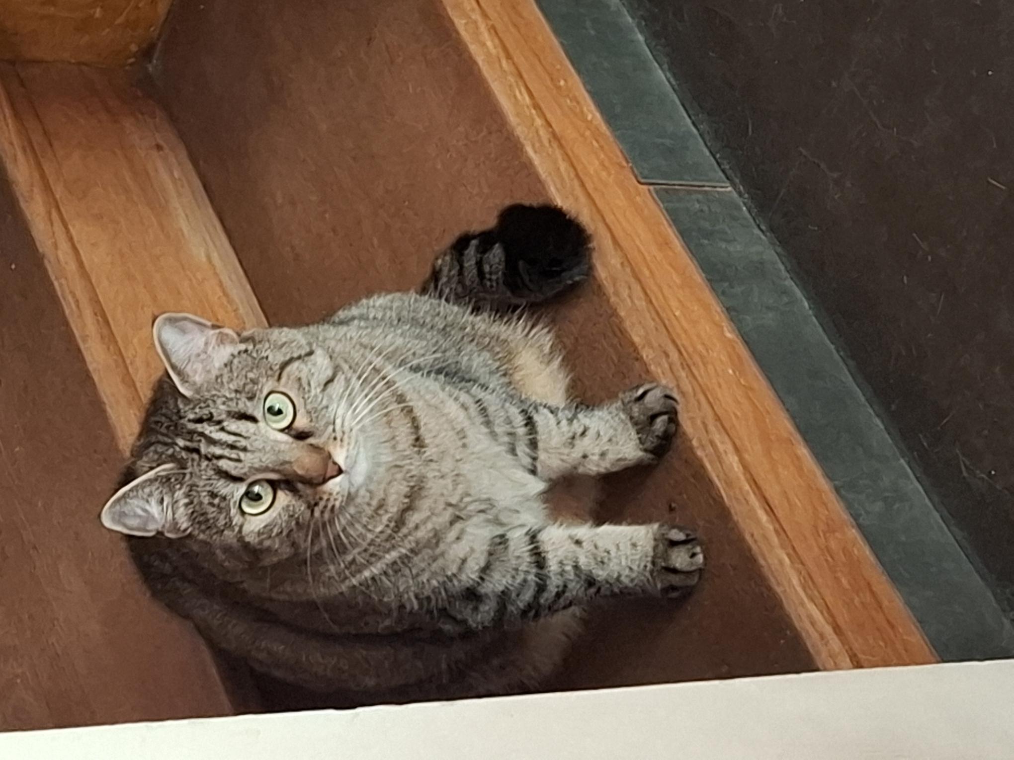 Pétunia, une douce minette qui a besoin de temps avant de dévoiler son côté câlin.