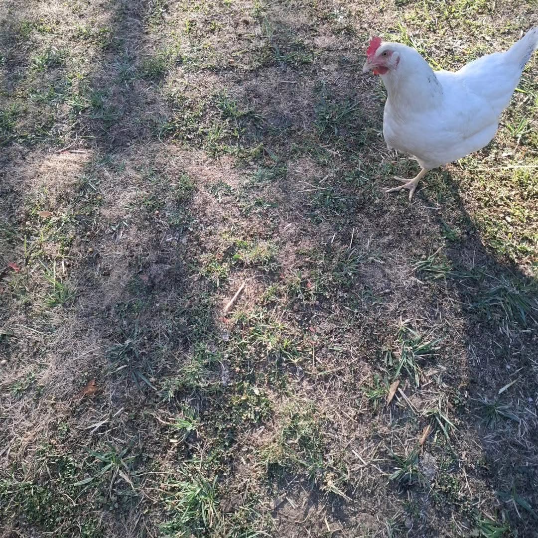Pauline, une vie de poule heureuse