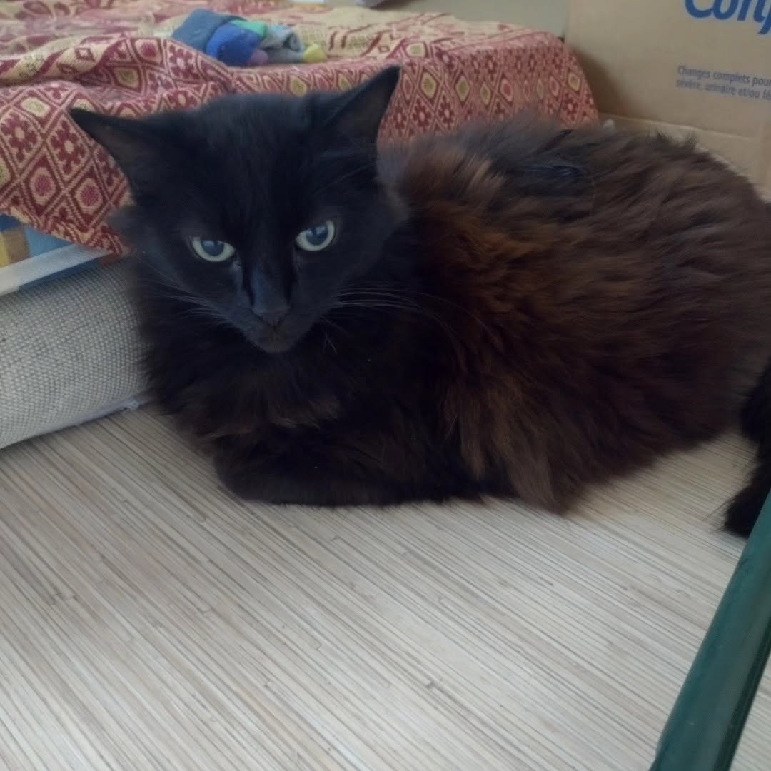 Prinshka, petite minette observatrice qui garde un œil sur tout… mais ne résiste jamais bien longtemps à une bonne dose de câlins !