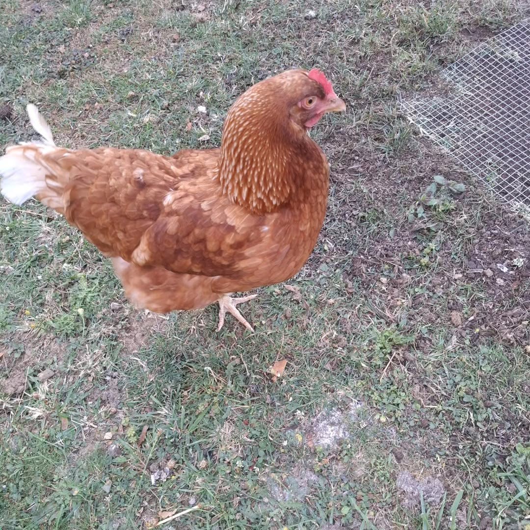 Roxy, la reine du poulailler
