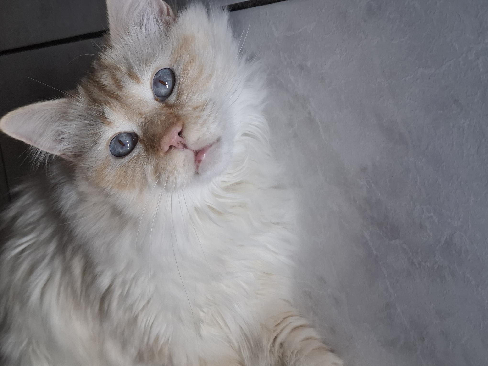 Sango, un matou au cœur tendre pour qui les câlins sont tout simplement indispensables !