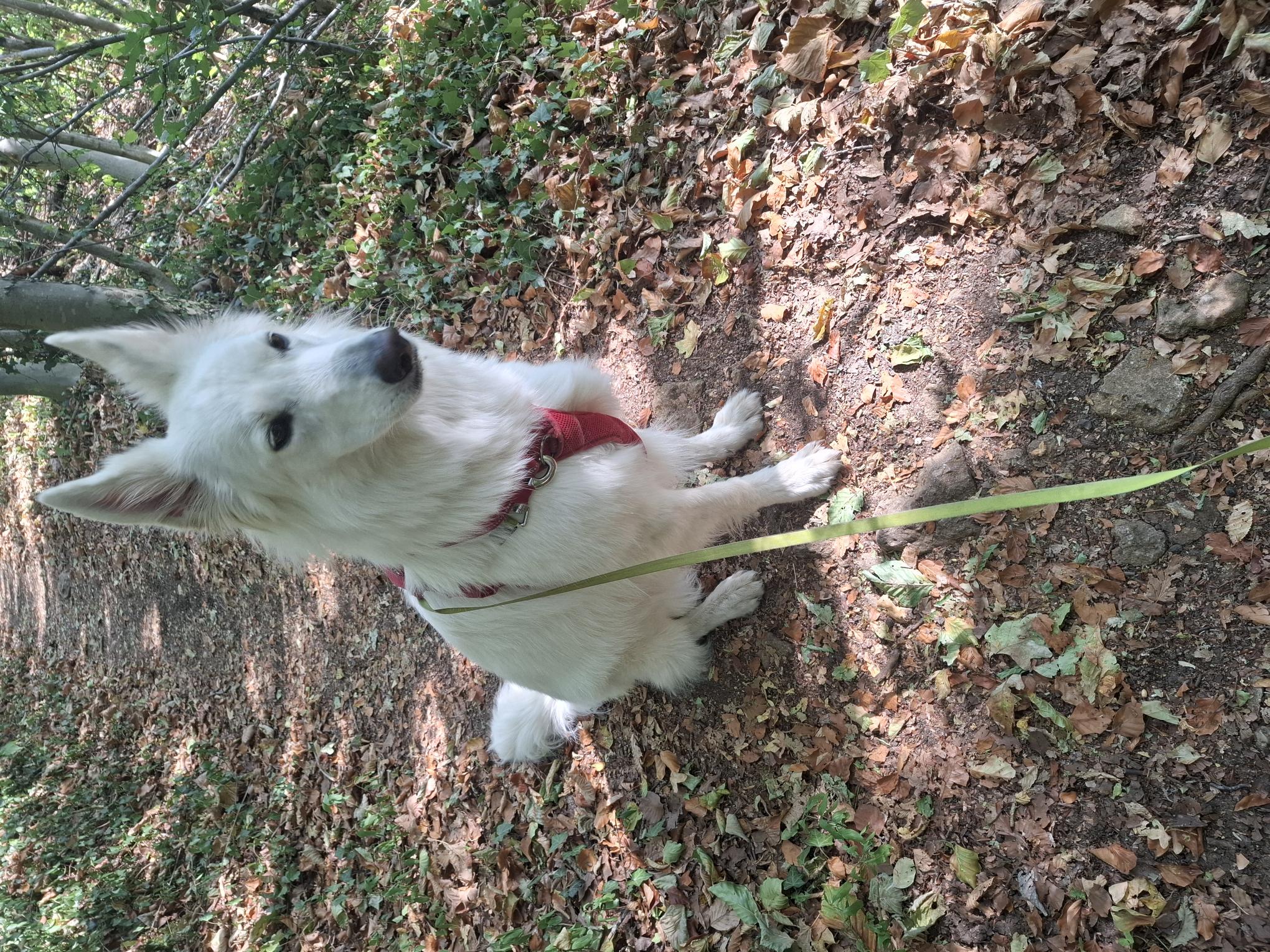 Shana, grande pro des balades en forêt, toujours prête à partir à l’aventure, truffe au vent !