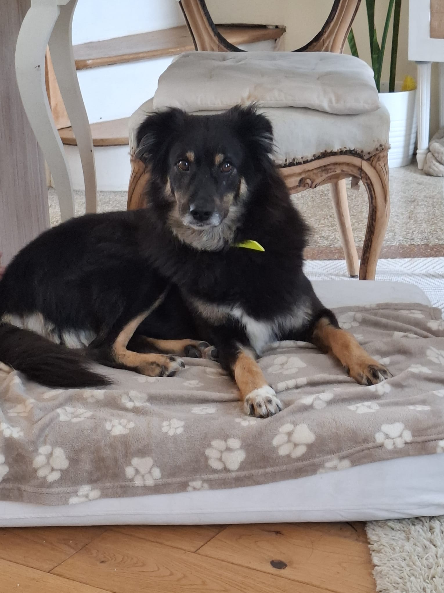 Sisca, une chienne sensible qui mérite qu’on lui laisse le temps de s’ouvrir