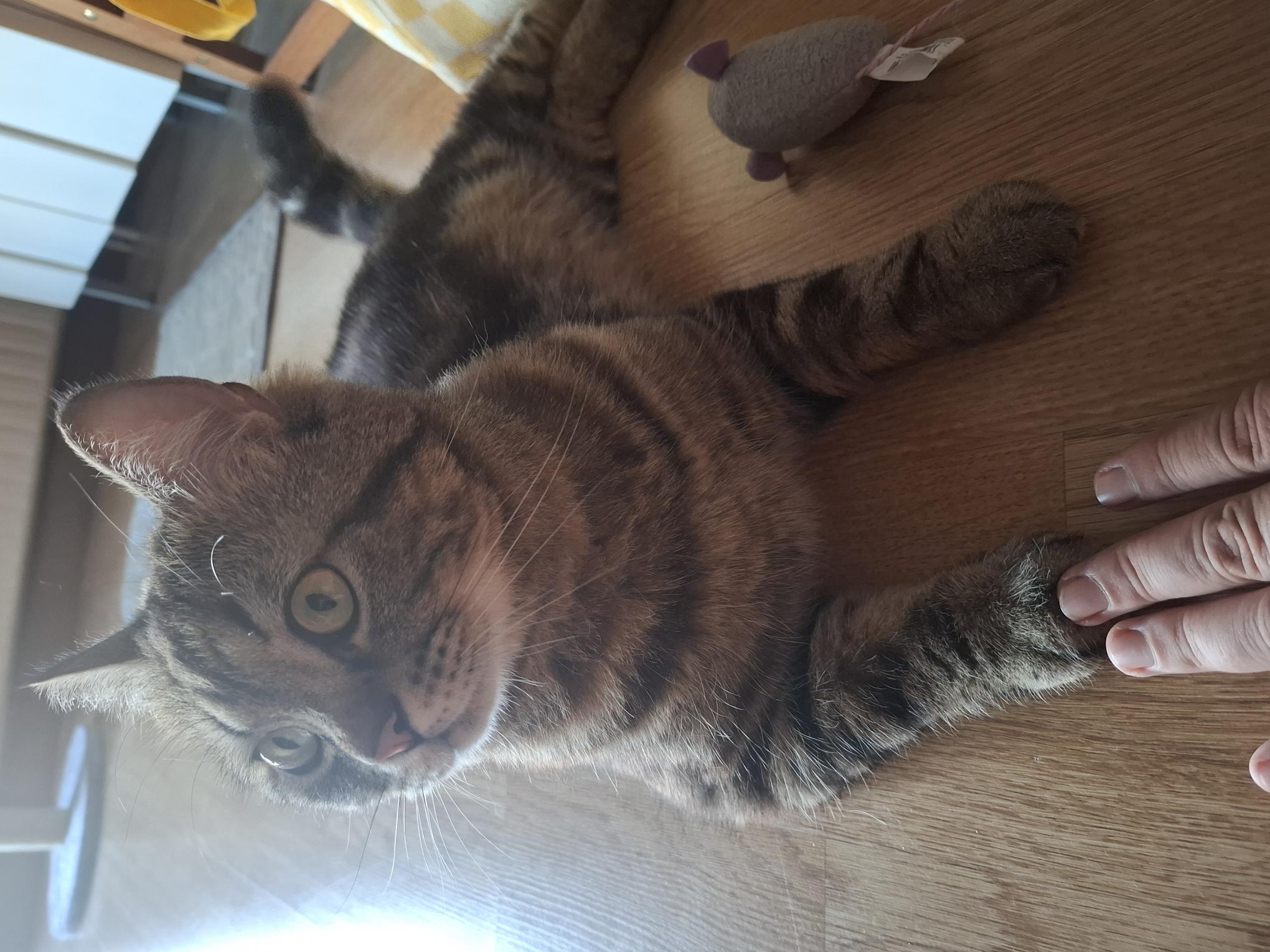 Titi, la curiosité en douceur