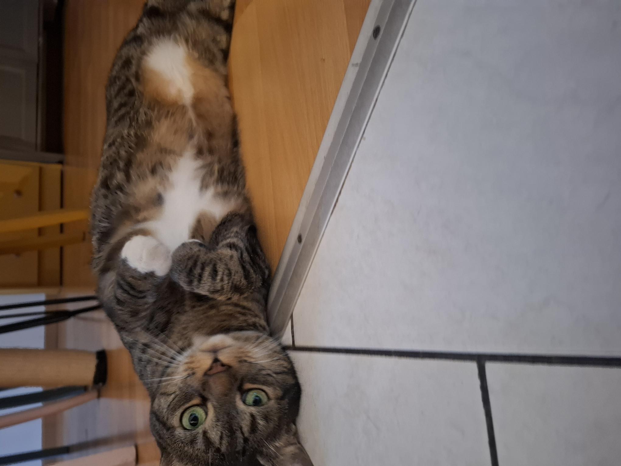 Titi, matou toujours prêt pour une partie de jeu… mais surtout pour une bonne dose de gratouilles !