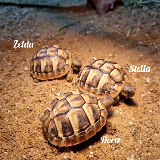 Des compagnons heureux, même les plus petits