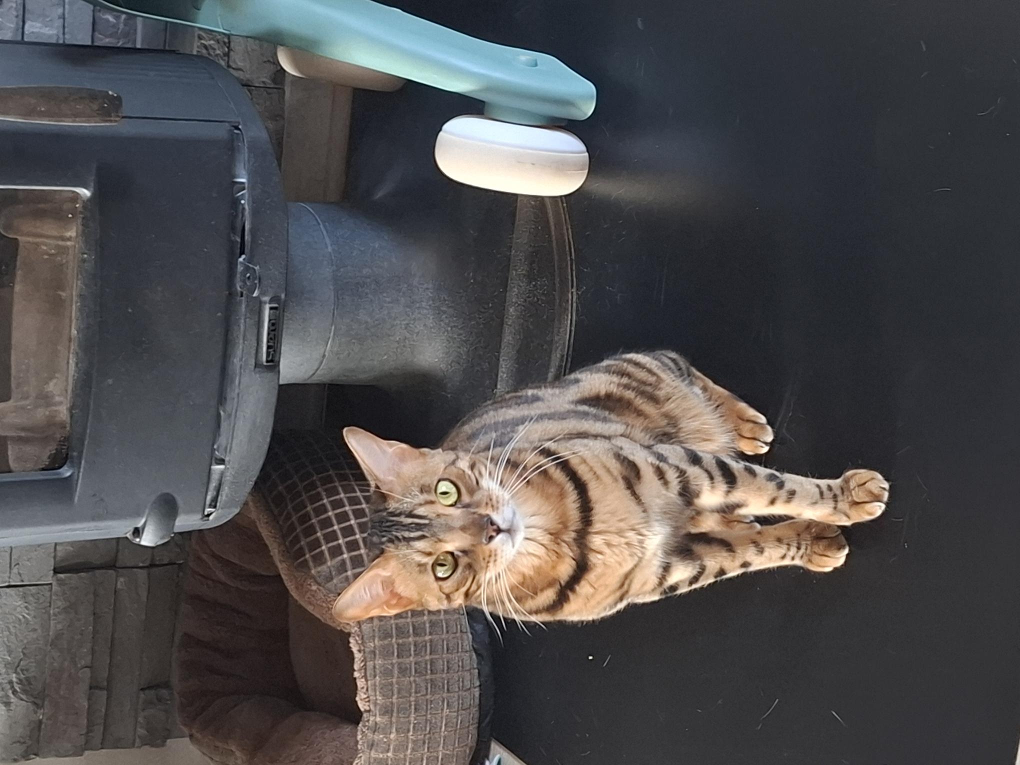 Venom, matou qui a décidé que grandir, c’était surfait… dans sa tête, il restera toujours un grand chaton !